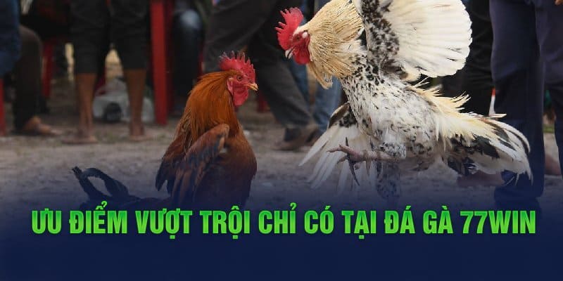 Đá gà tại nhà cái nổi bật với hàng trăm ván đấu nảy lửa